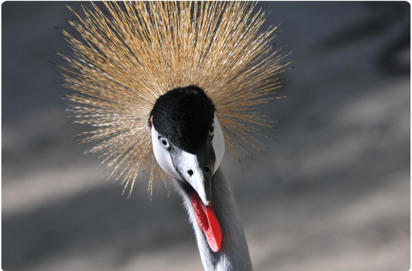 Кошлар патшасы