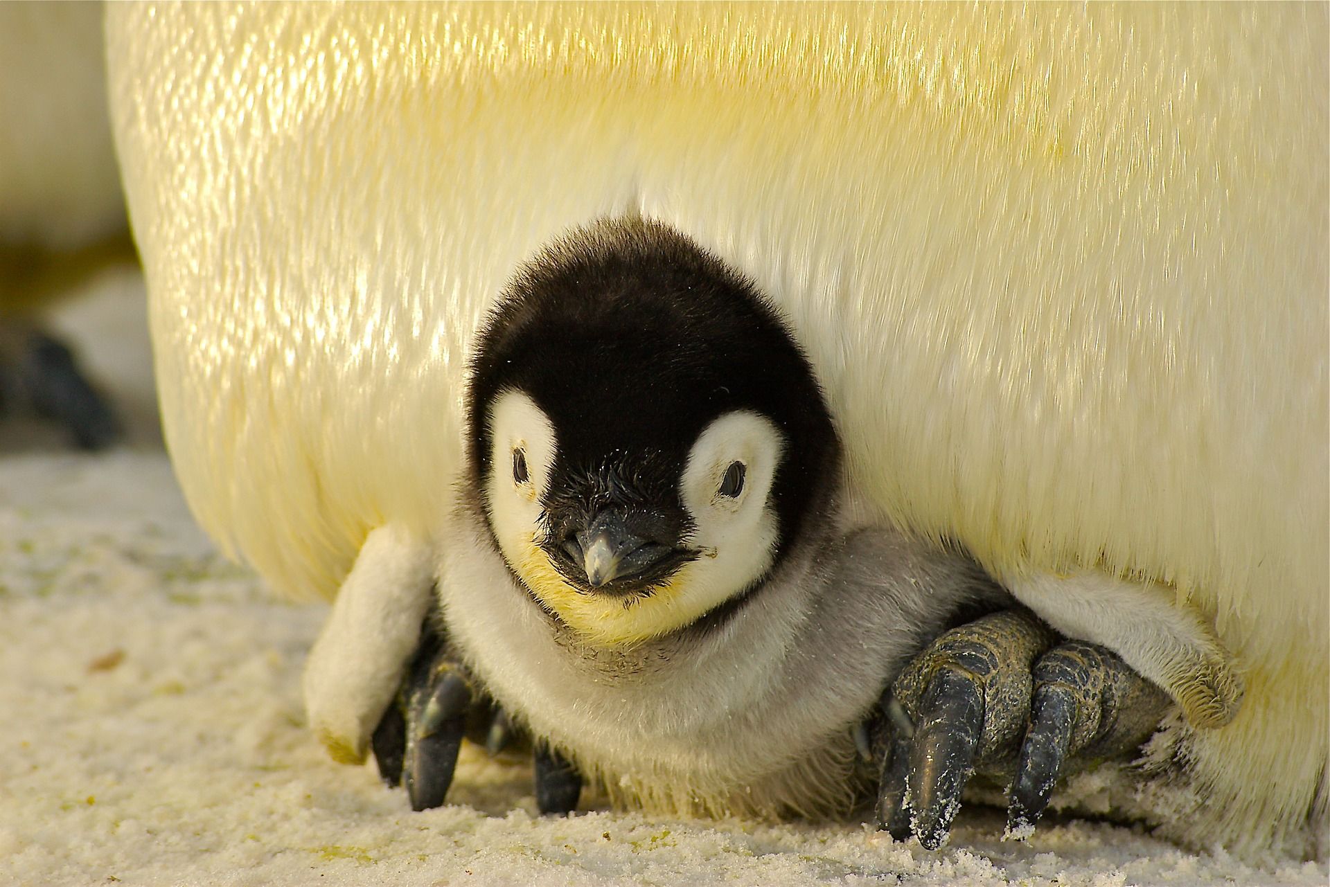 Пингвин баласы