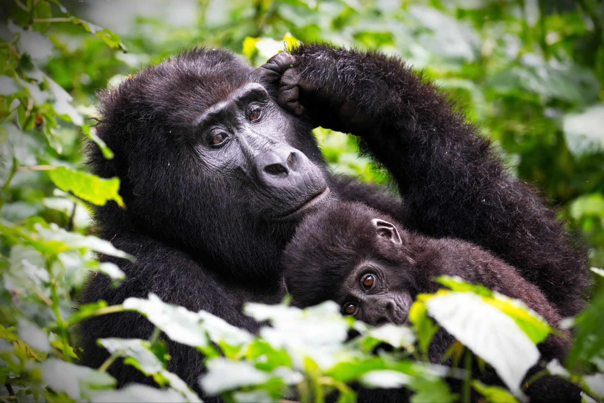 Шимпанзе – туганыбыз?
