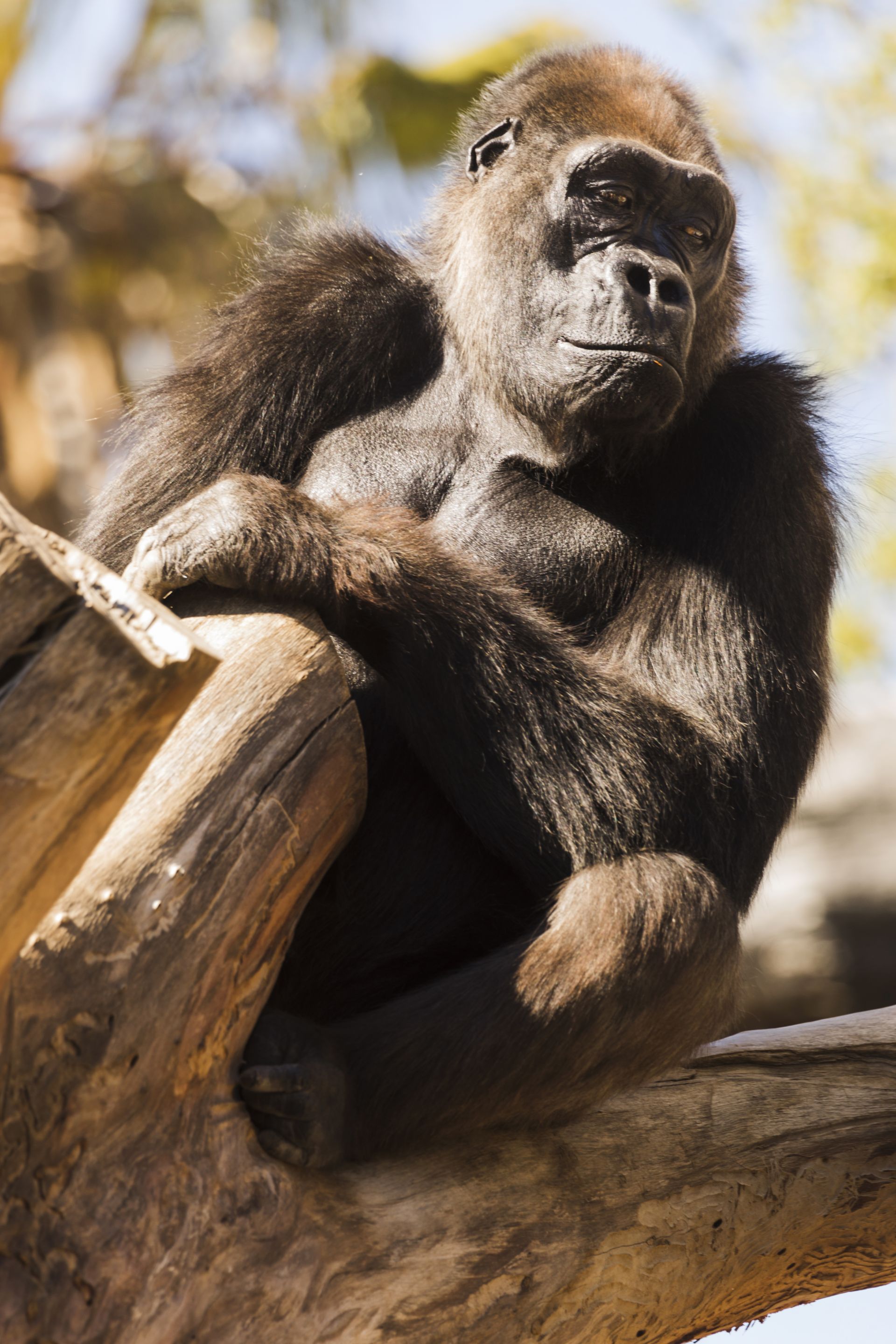 Шимпанзе – туганыбыз?